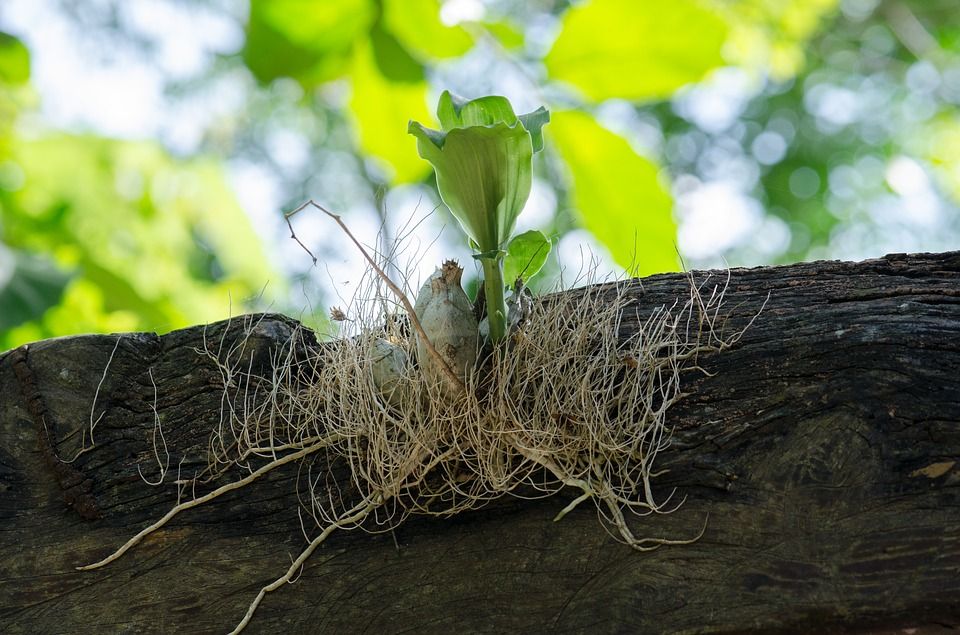 Brote y raíces que nacen dejando atrás la semilla